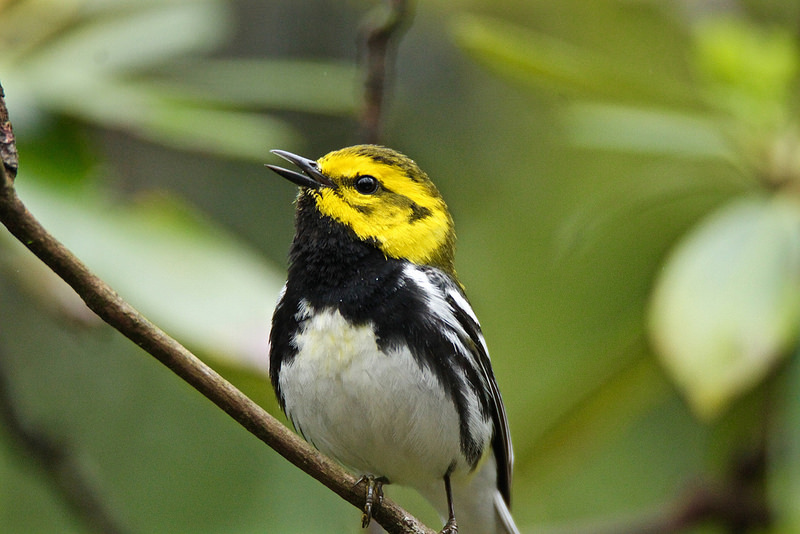 Black-throated Green Warbler. Photo by Nathan Lewis. This is a species that we see during migration but has declined as a nesting bird in parts of the northeast due to climate change.