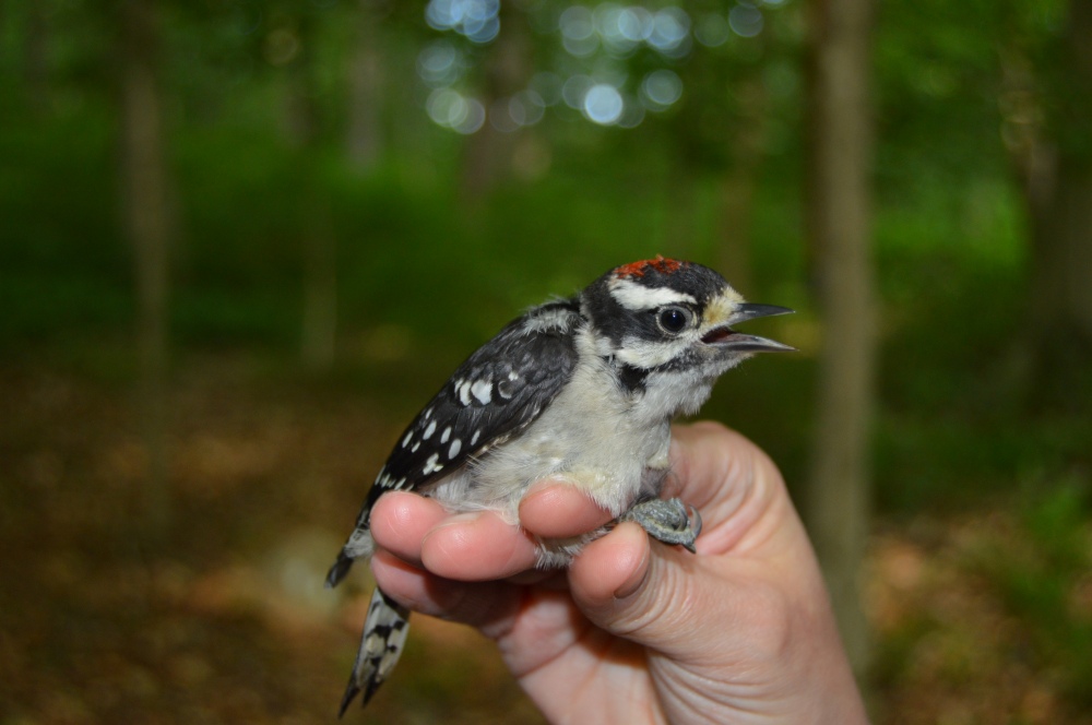 Downy Woodpecker fledgling in June. Juvenile Tufted Titmouse. Photo by Blake Goll/Staff
