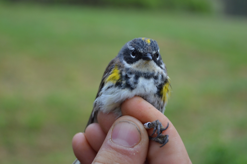 Yellow-rumped Warbler in April. Photo by Blake Goll/Staff
