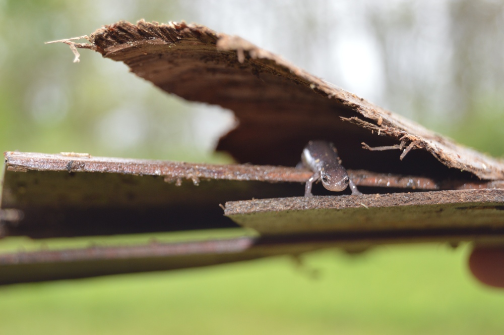 Dusky salamander at Rushton in May. Photo by Blake Goll/Staff