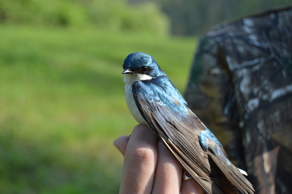 A handsome Tree Swallow in May. Photo by Blake Goll/Staff