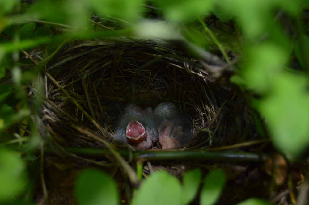 Eastern Towhee nest in June. Photo by Blake Goll/Staff