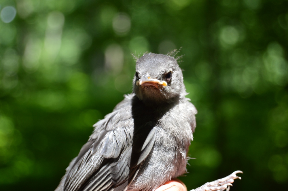 First Gray Catbird baby this June. Photo by Blake Goll/Staff