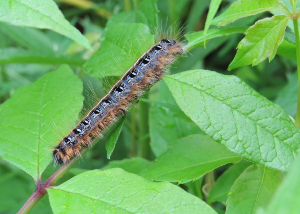 Eastern tent caterpillars are a favorite of many birds and use black cherry as a host among many others. Photo by Ian Gardner