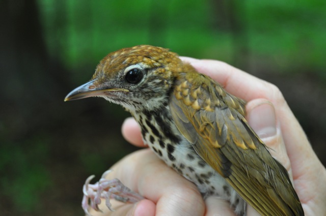A juvenile Wood Thrush that is most likely still being fed by parents. Photo by Bracken Brown