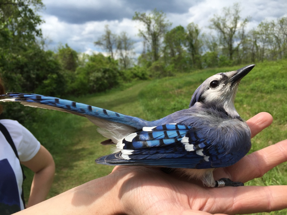 Blue Jay in May. Photo by Blake Goll/Staff
