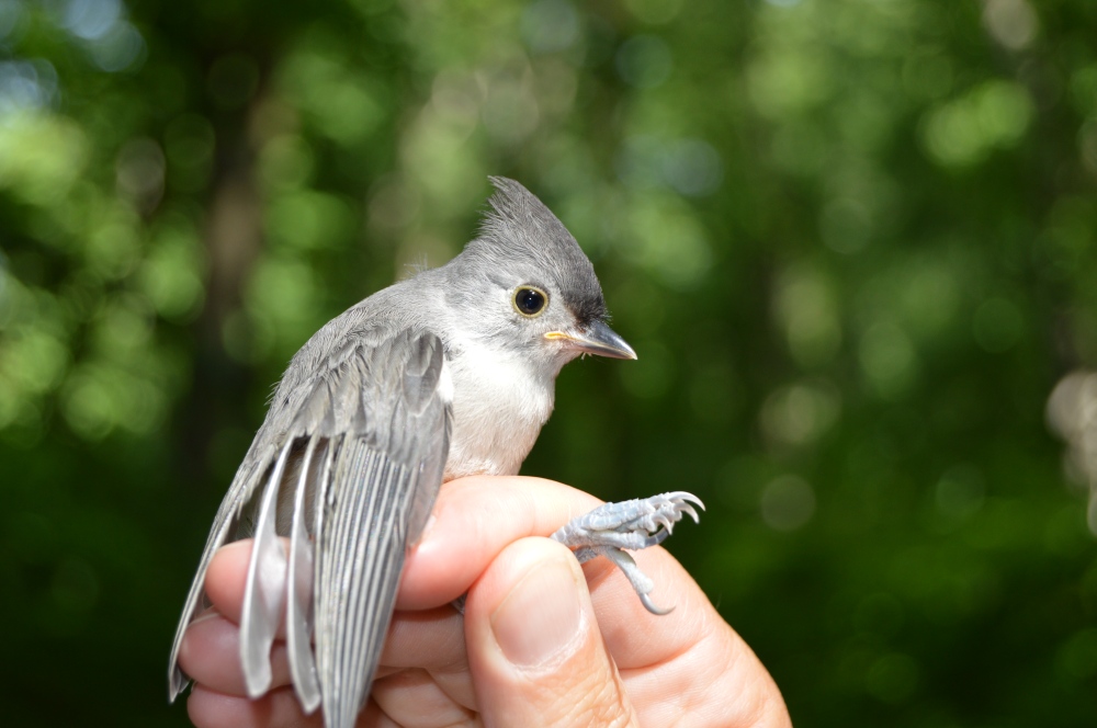 Juvenile Tufted Titmouse. Photo by Blake Goll/Staff