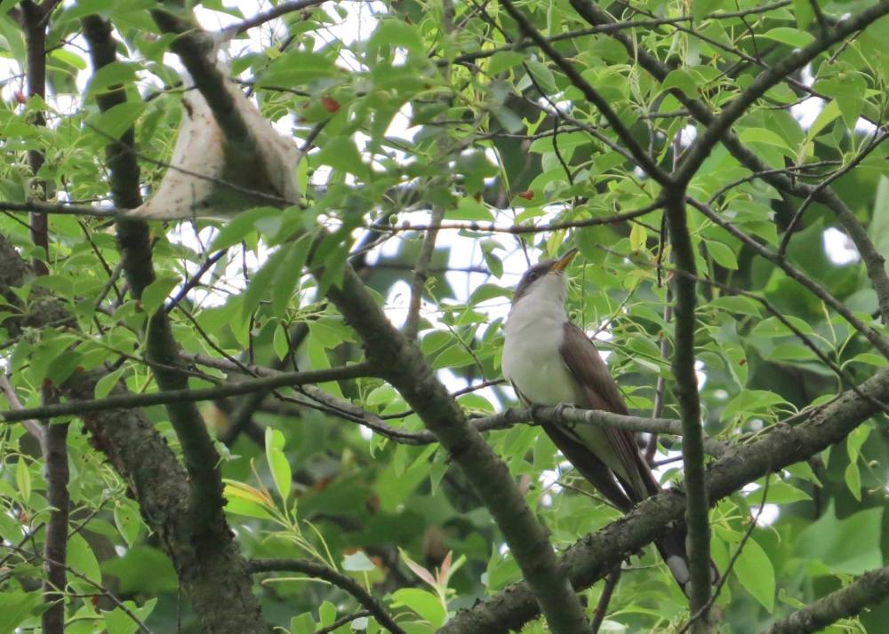Yellow-billed Cuckoo eyeing up an Eastern tent caterpillar nest. Photo by Ian Gardner. A pair of these cuckoos nested near the banding station this spring!